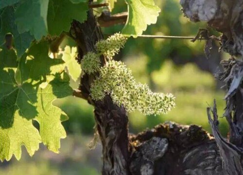 葡萄树开花后怎么修剪