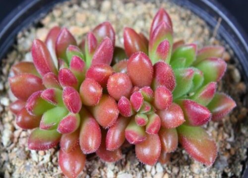 为什么多肉买回来养不出状态