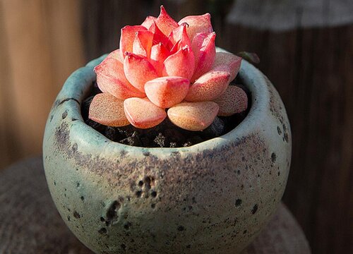 为什么多肉买回来养不出状态