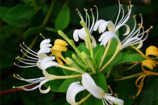 家里庭院可以栽金银花吗