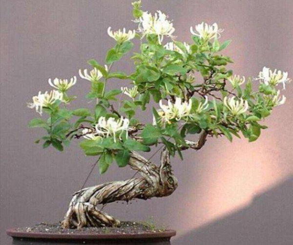 家里庭院可以栽金银花吗