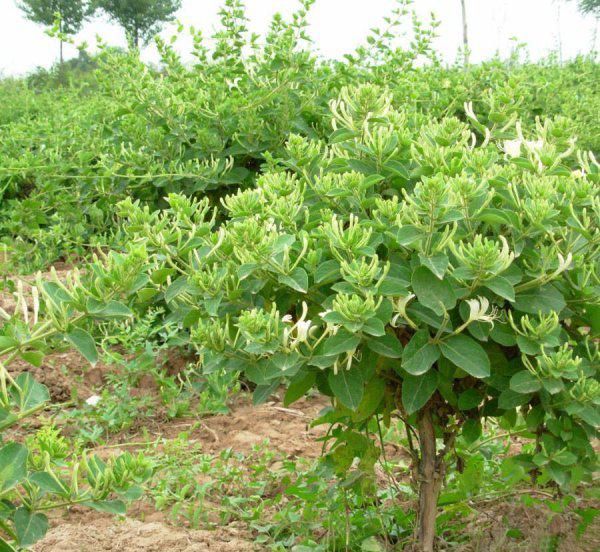 家里庭院可以栽金银花吗