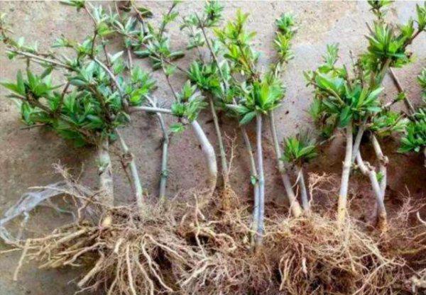 家里庭院可以栽金银花吗