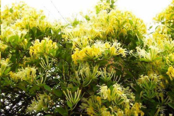 家里庭院可以栽金银花吗