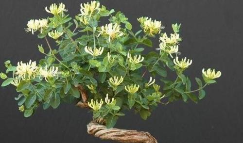 家里庭院可以栽金银花吗