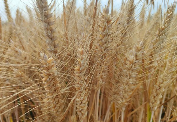 目前最好的小麦品种