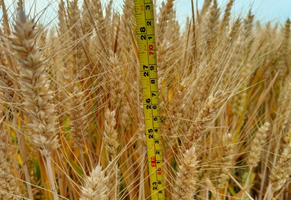 目前最好的小麦品种