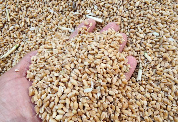 目前最好的小麦品种