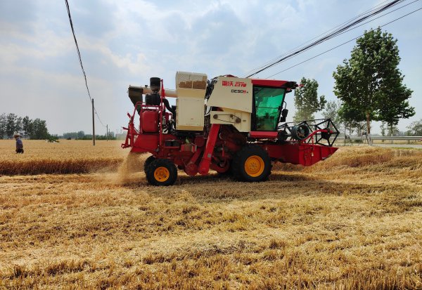 目前最好的小麦品种