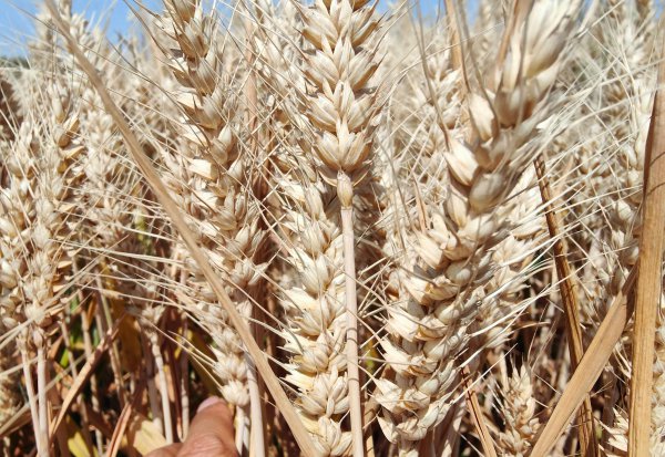 目前最好的小麦品种