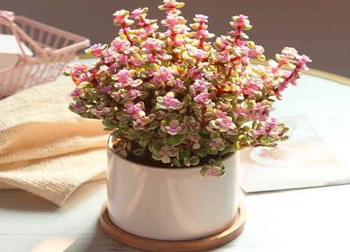 十大最难养多肉排名