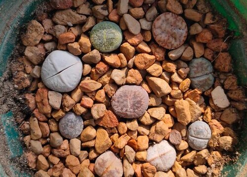 十大最难养多肉排名