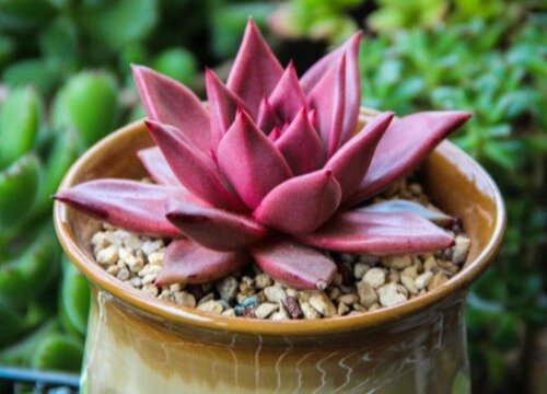 十大最难养多肉排名