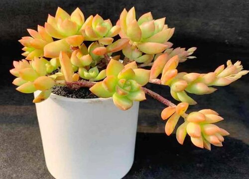 十大最难养多肉排名