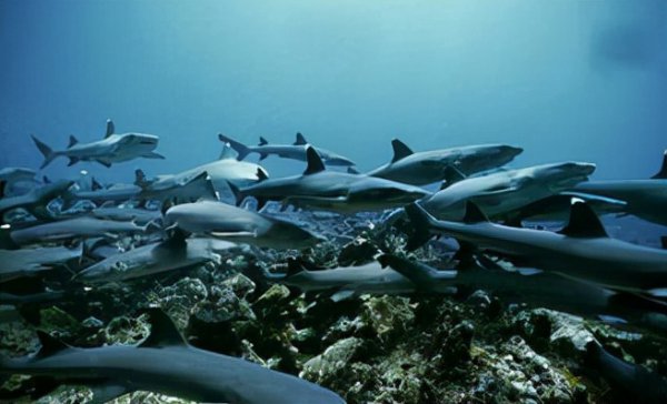 哥斯达黎加属于哪个洲