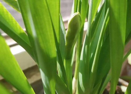 水培水仙花叶子发黄怎么处理