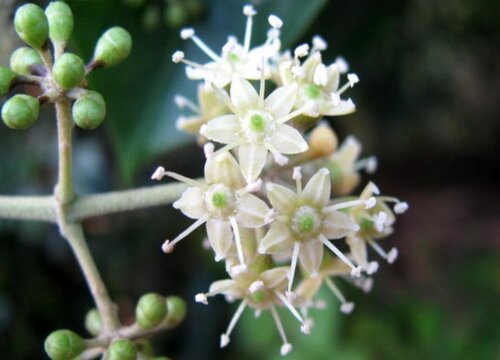 花椒开花是什么样子