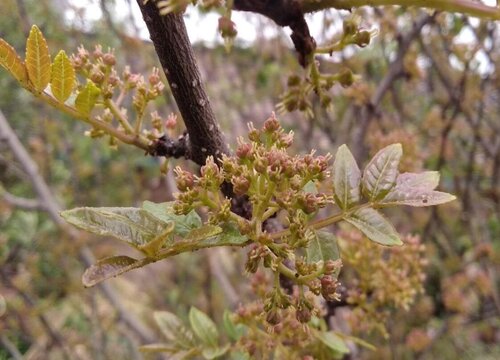 花椒开花是什么样子