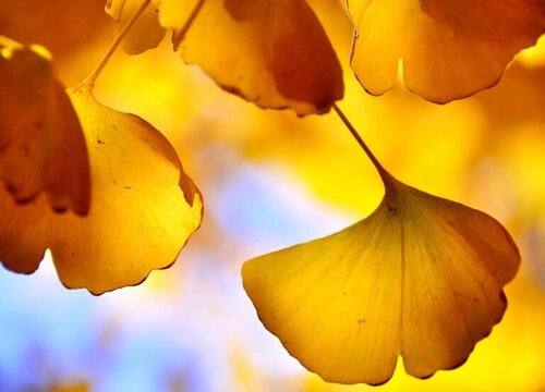 银杏一年能长多高