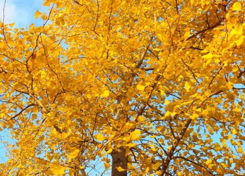 银杏一年能长多高