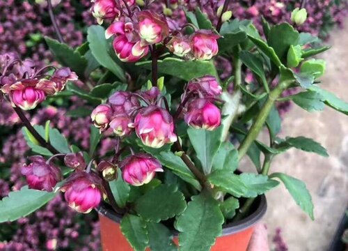 长寿花开花后如何修剪帮助它二次开花