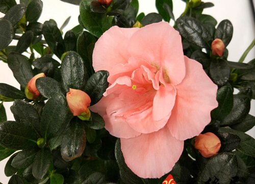 最容易养活的杜鹃品种