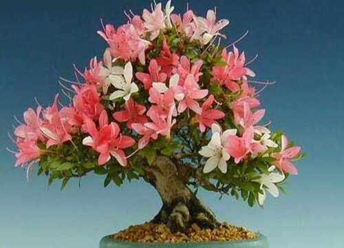 最容易养活的杜鹃品种