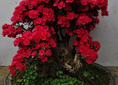 最容易养活的杜鹃品种