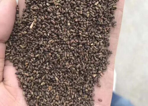 二月兰种子什么时候播种最好