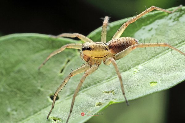 高脚蜘蛛有毒吗