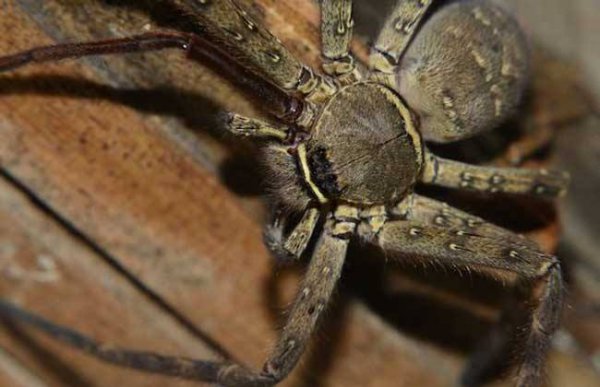 高脚蜘蛛有毒吗