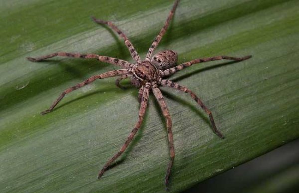 高脚蜘蛛有毒吗