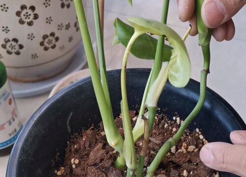 龟背竹都有哪些扦插方法