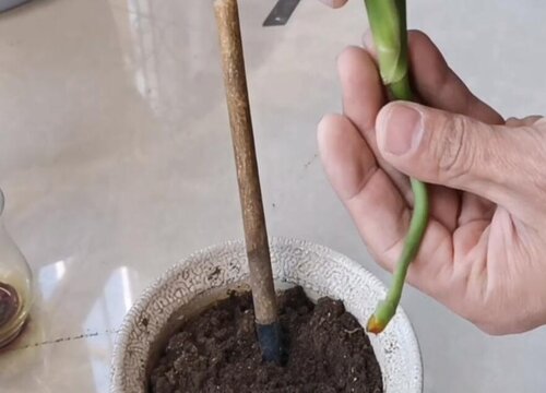 龟背竹都有哪些扦插方法