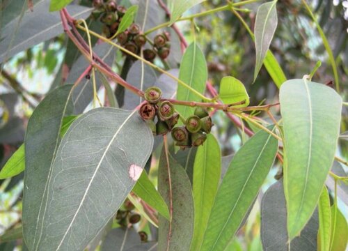 蓝桉是什么植物