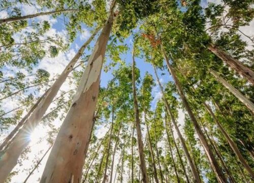 蓝桉是什么植物