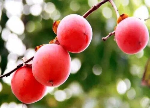 门前最旺宅的风水树