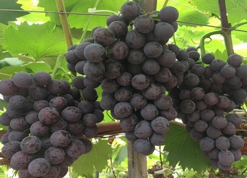 门前最旺宅的风水树