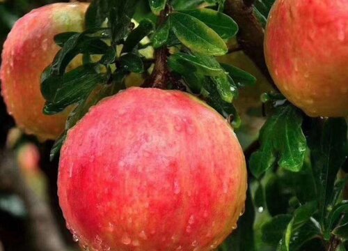 门前最旺宅的风水树