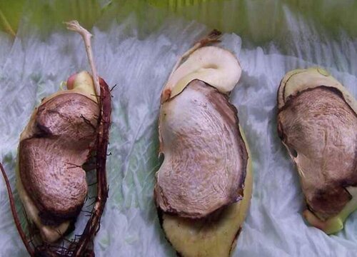 芒果种子怎么发芽种植