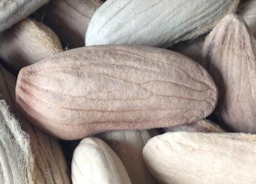 芒果种子怎么发芽种植