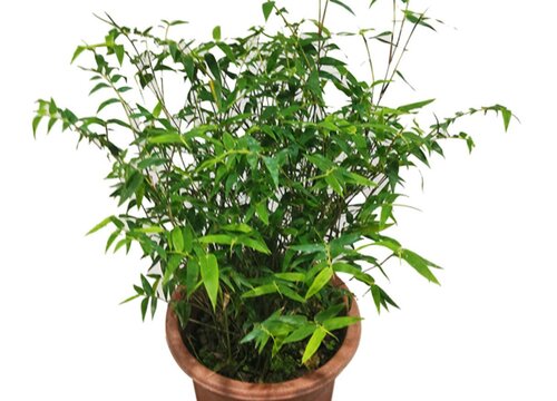 如何让竹子快速生根