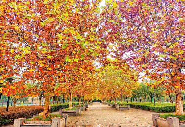 重庆大学学科评估的结果