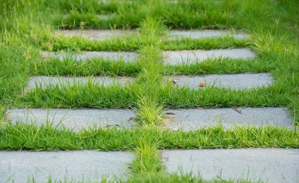 小草的品质和精神有哪些