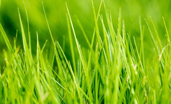 小草的品质和精神有哪些