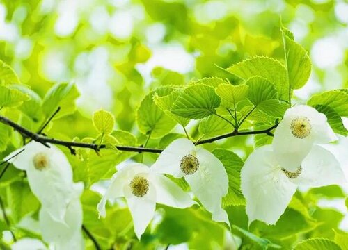 鸽子树是什么植物类别