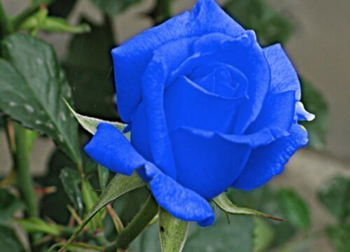 蓝色妖姬的花语和寓意