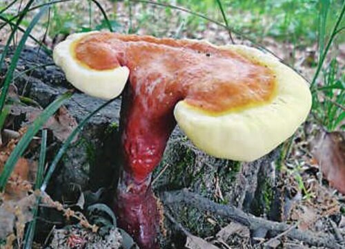 云芝和灵芝的区别