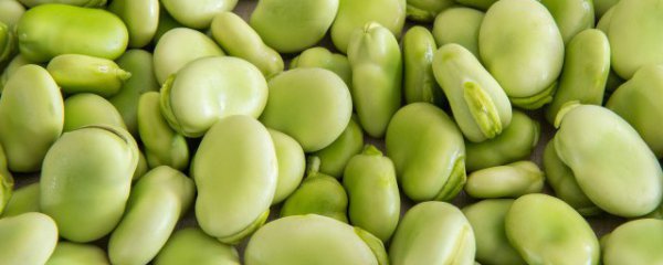 蚕豆减肥可以吃吗