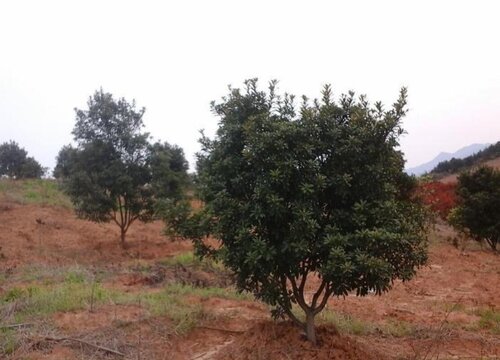 杨梅树扦插多久生根